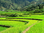 Vietnam Sapa Rice Fields 01