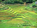 Vietnam Sapa Rice Fields 02