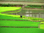 Vietnam Sapa Rice Fields 03