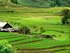 Vietnam Sapa Rice Fields 04
