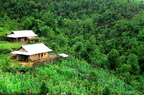 Vietnam Sapa Rice Fields 05