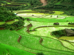 Rice Fields