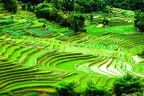 Vietnam Sapa Rice Fields 08