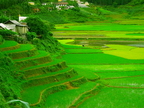 Vietnam Sapa Rice Fields 09