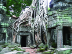 Cambodia Siem Reap Ta Phrom 01