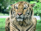 Tigers