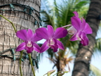 Nature Flowers Orchids 03