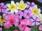 Nature Flowers Orchids 04
