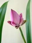 Nature Flowers Lotus Flower 05