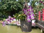 Nature Flowers Lotus Flower 07