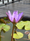 Nature Flowers Lotus Flower 08