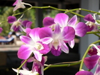 Nature Flowers Lotus Flower 09