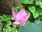 Nature Flowers Lotus Flower 11