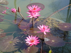 Nature Flowers Lotus Flower 01