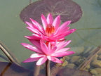Nature Flowers Lotus Flower 02