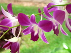Nature Flowers Lotus Flower 03