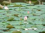 Nature Flowers Lotus Flower 04